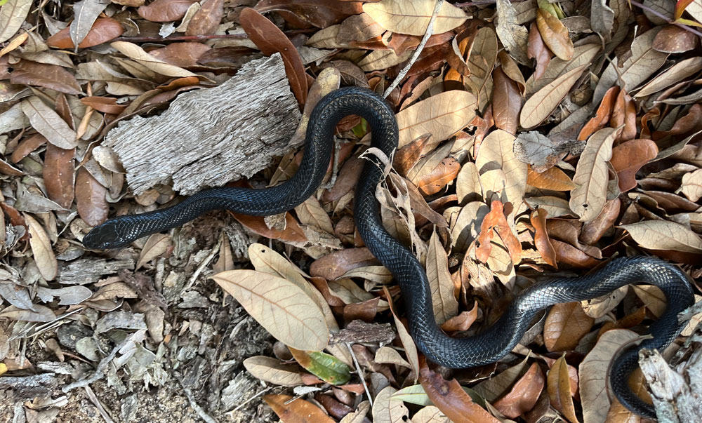 Alabama: Eastern indigo snake found in the state for just the second time  in 60 years