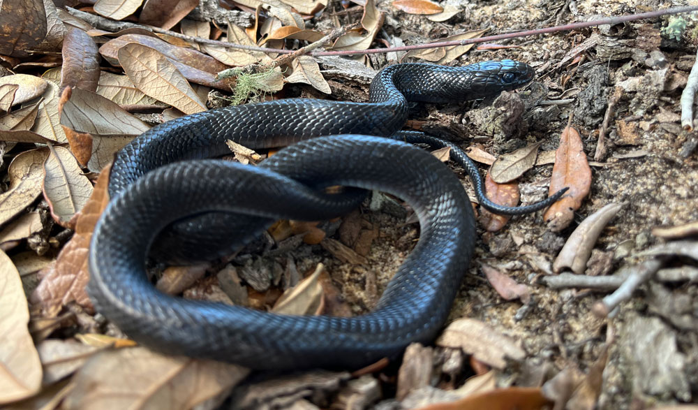 Eastern Indigo Snake Hatchlings Found In Nature Conservancy’s Apalachicola Bluffs and Ravines Preserve