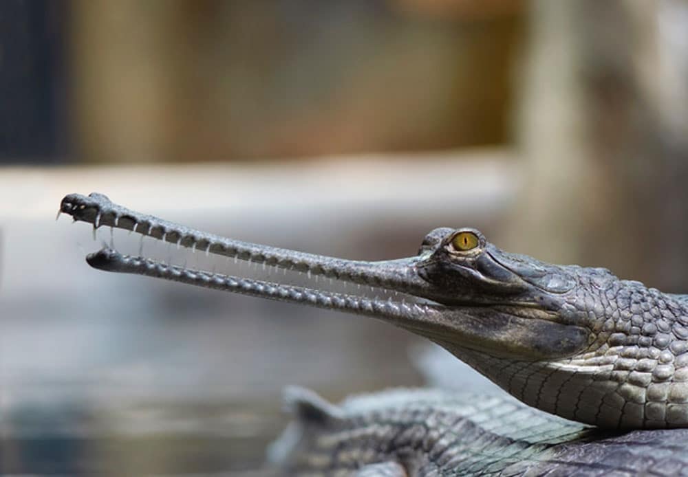 6 Mugger Crocs and 6 Gharials Coming to Phoenix Herpetological Sanctuary