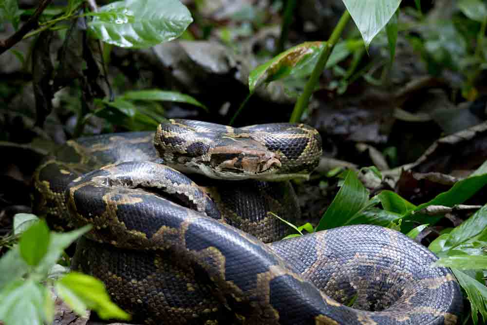 Indian Rock Pythons Released 13 kilometers from Home Range Can Find Way Home
