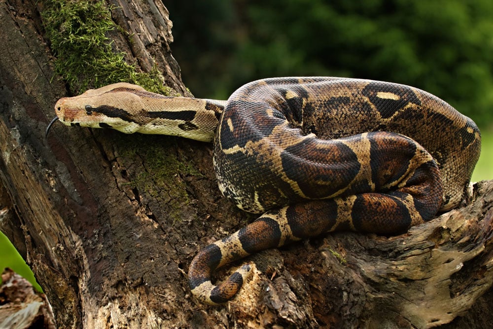 Thieves Steal Red-Tailed Boa Constrictor From Massachusetts Petco