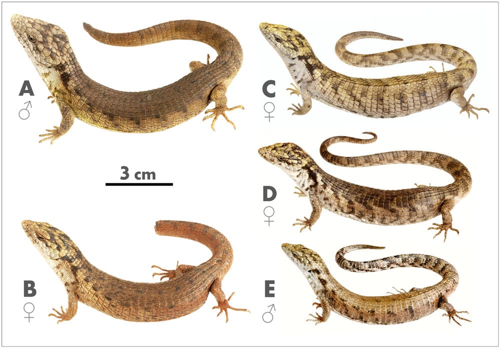 Mexican Arboreal Alligator Lizard Species Described