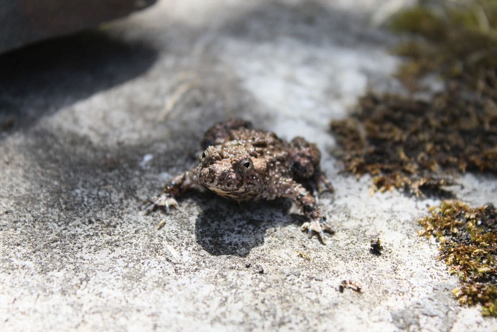fire-bellied toads