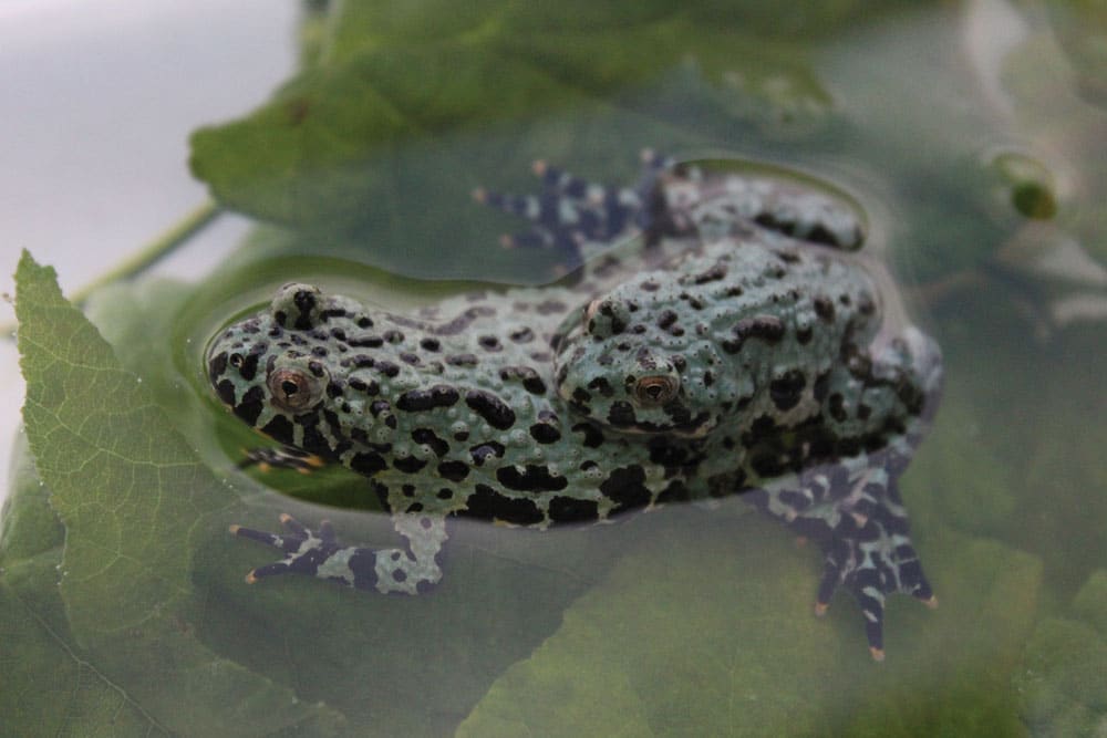 Care and Breeding Fire-bellied Toads