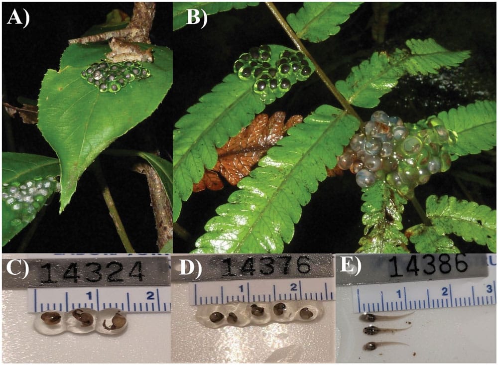 Limnonectes phyllofolia eggs