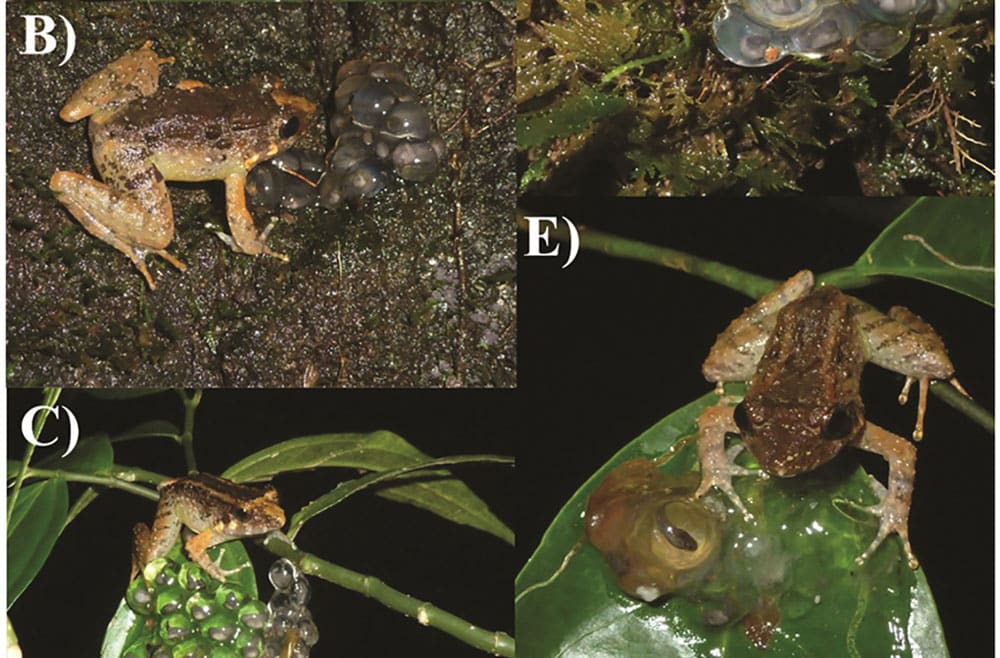 New Fanged Frog Species Discovered in Indonesia