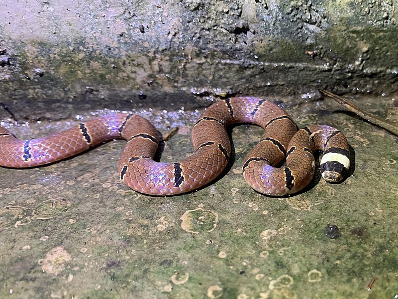 New Asian Coral Snake Species Discovered In India