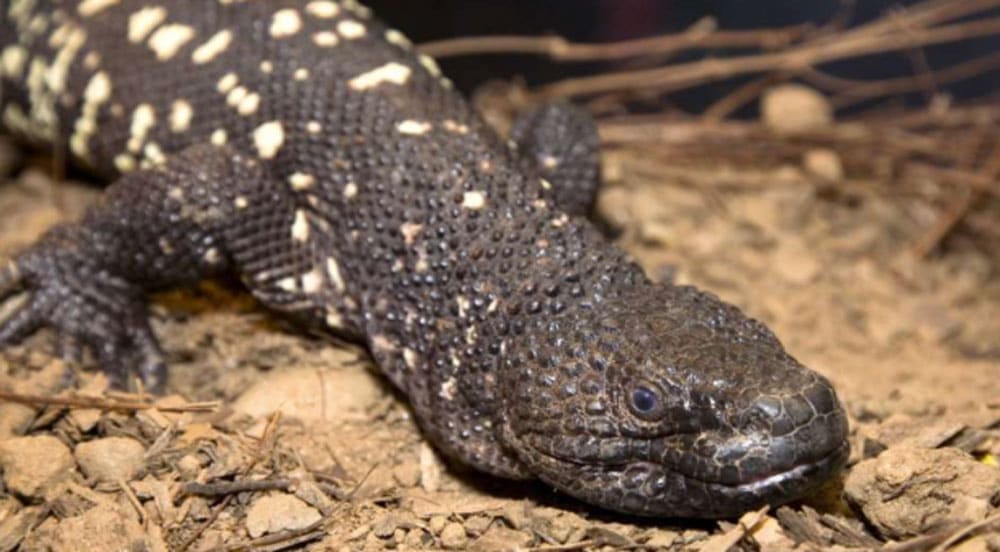 11 Guatemalan Beaded lizards Hatched At Zoo Atlanta Arrive In Guatemala