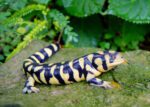 Tiger salamander