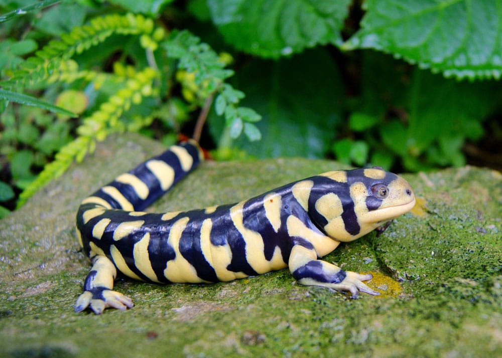 Pet Industry And Michigan University Researchers to Mitigate Batrachochytrium salamandrivorans Spread In Amphibians