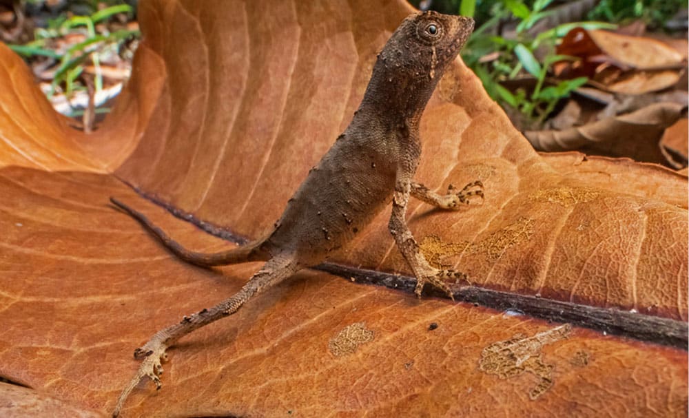 Researchers Discover New Kangaroo Lizard Species In India’s Western Ghats