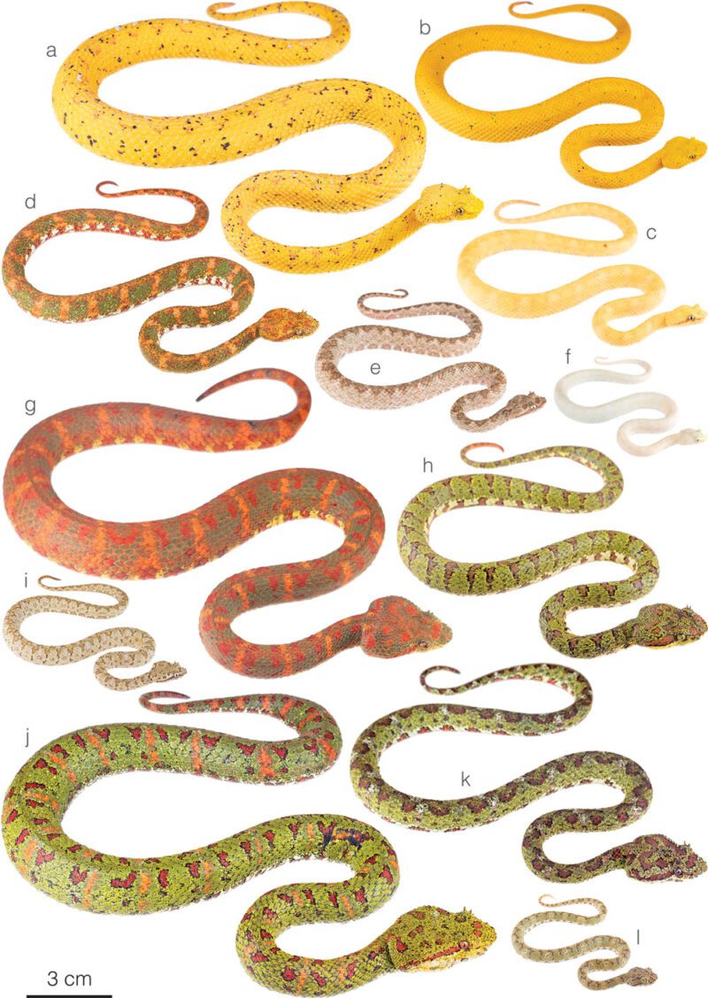 5 Beautiful Venomous Eyelash Pit Viper Snakes Of The Bothriechis Genus ...