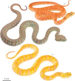 5 Beautiful Venomous Eyelash Pit Viper Snakes Of The Bothriechis Genus ...