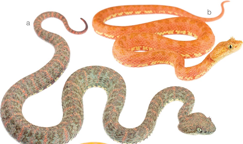 5 Beautiful Venomous Eyelash Pit Viper Snakes Of The Bothriechis Genus Described