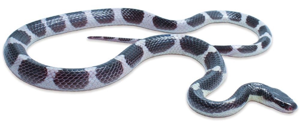 New Venomous Snake Species Of The Bungarus Genus Discovered In Thailand