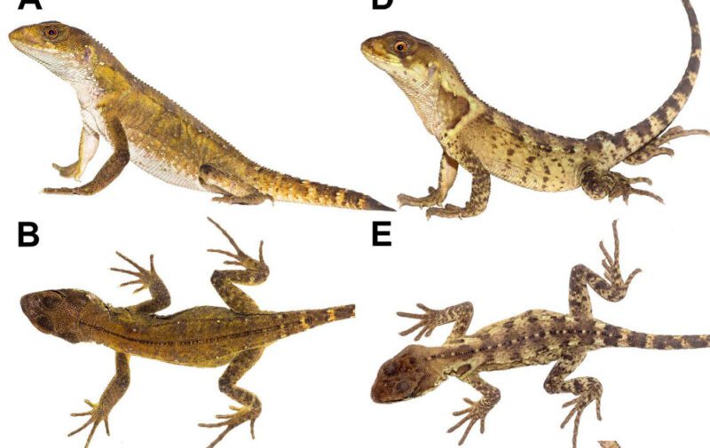 Lizards - Reptiles Magazine