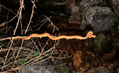 Pareas guanyinshanensis.