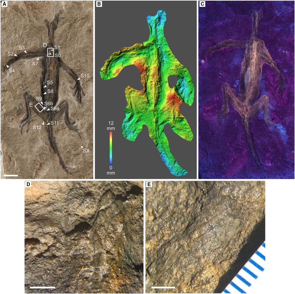 Tridentinosaurus antiquus 