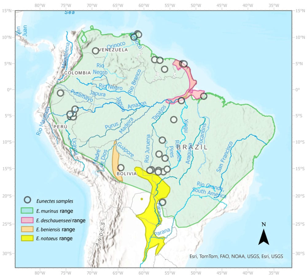 New Green Anaconda Species Discovered Reptiles Magazine