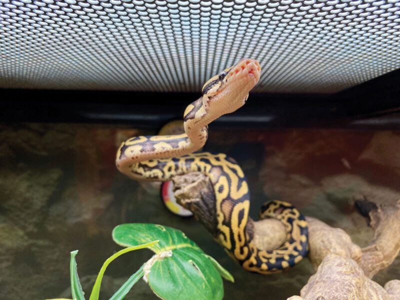 Ball Python Found In North Carolina Chili’s Parking Lot Returned To ...