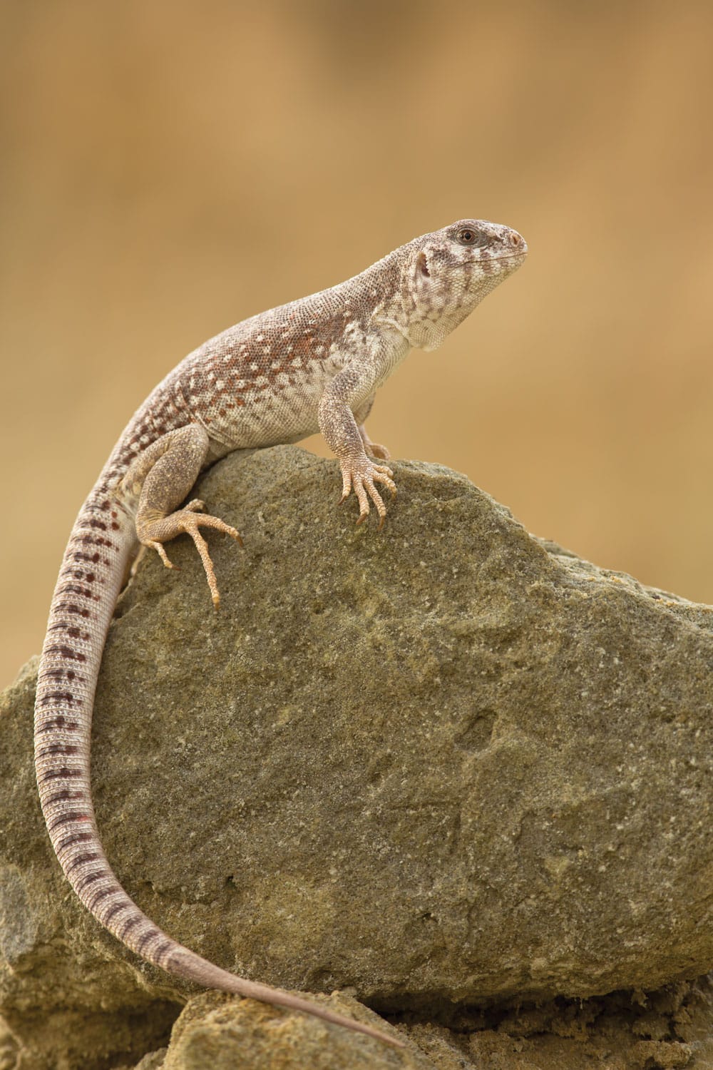 desert iguana UVB