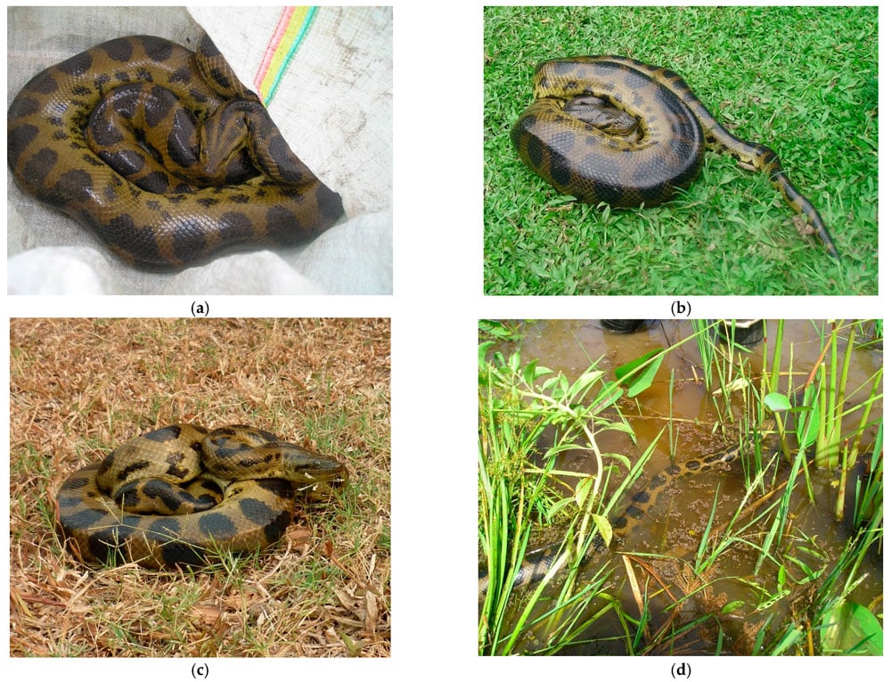 green anaconda new species