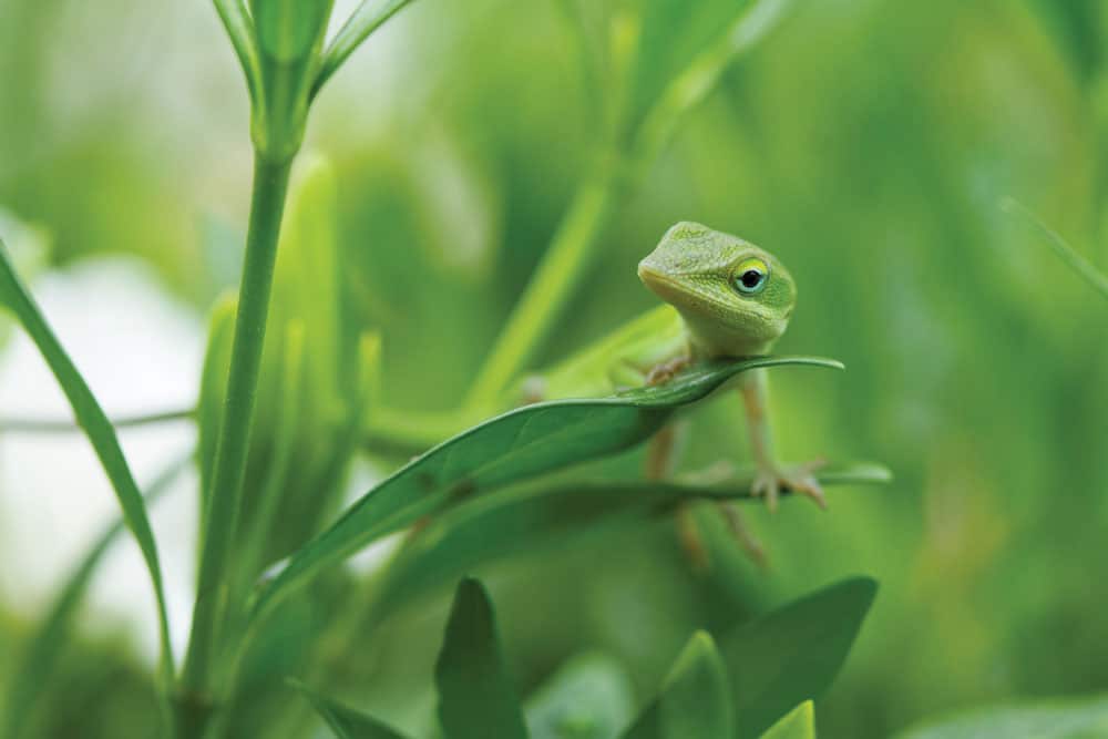 Green anole UVB