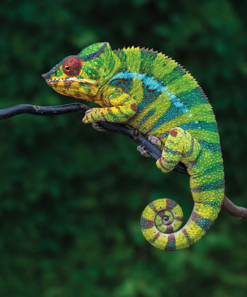 Panther chameleon UVB