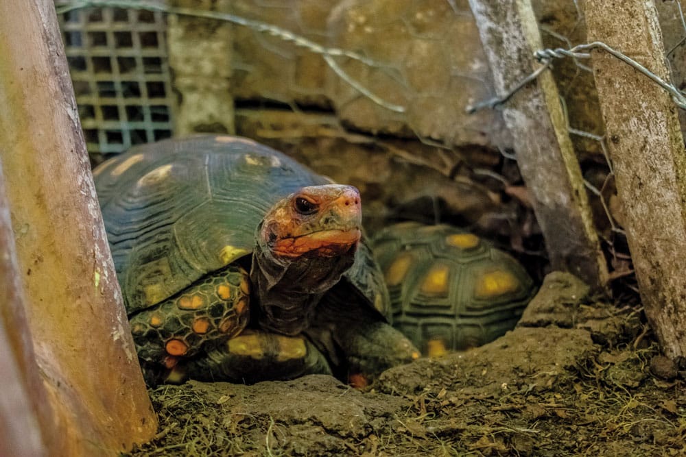 Red-footed tortoise UVB