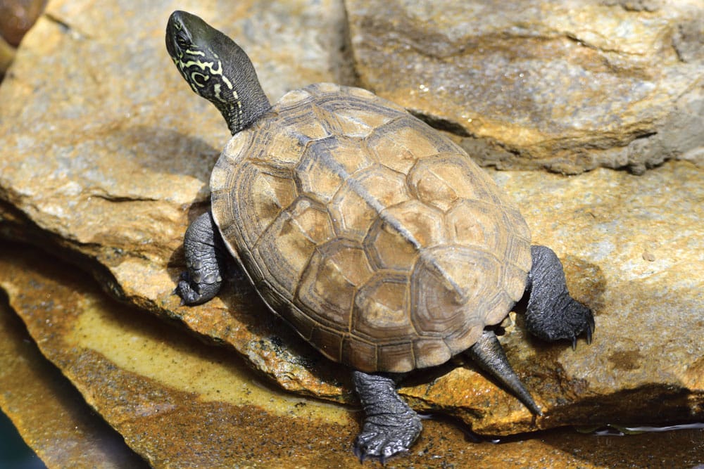 Reeves turtle UVB