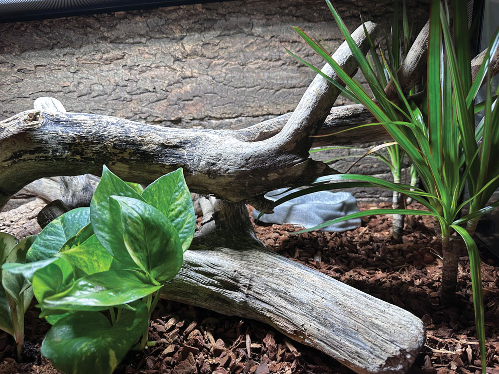 Cleaning Reptile Cages