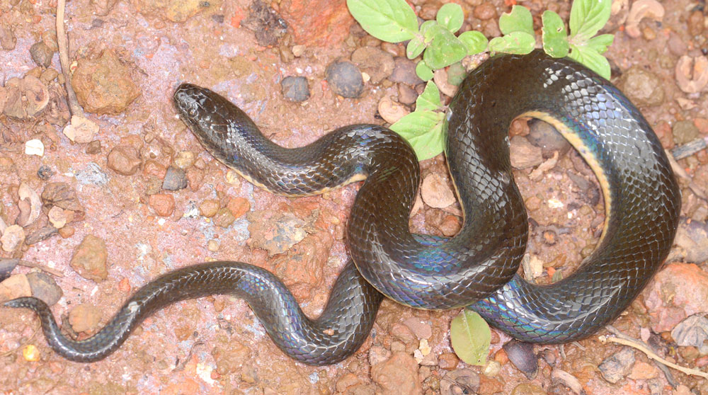 New Mud Snake Species Discovered In Vietnam