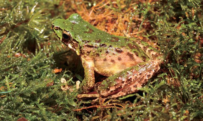 Odorrana leishanensis