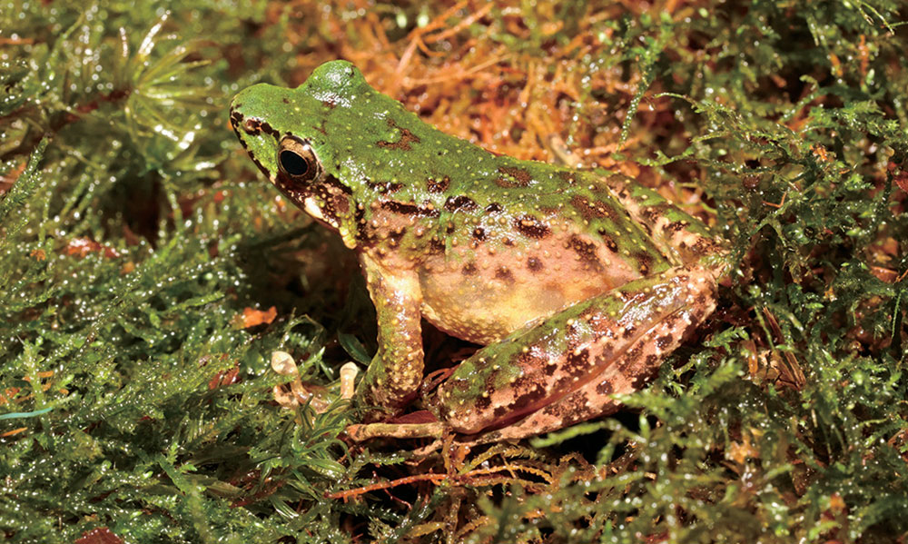 New Odorous Frog Species Discovered in China