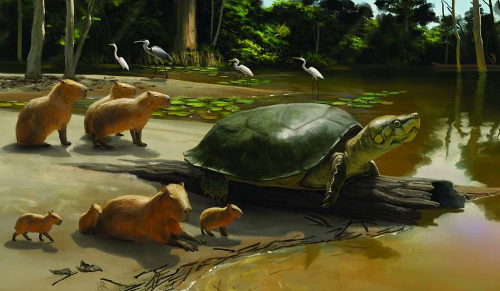 Extinct Big-headed Turtle Species Named After Stephen King Character Maturin