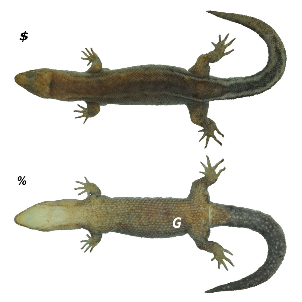 Dwarf Gecko of the Genus Pseudogonatodes Discovered in South America