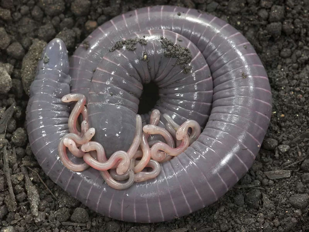 Ringed Caecilian Mothers Feed Their Offspring Milk