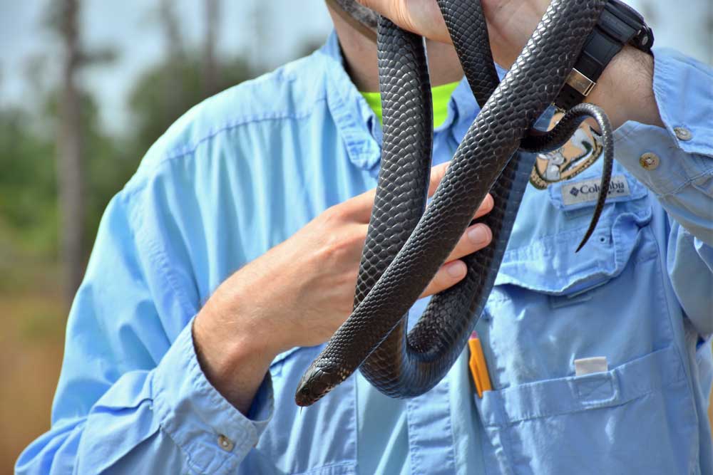 41 Eastern Indigo Snakes Released Into Florida’s Apalachicola Bluffs and Ravines Preserve