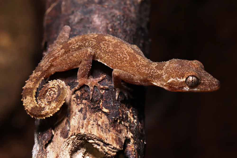 Gecko Species Of the <em>Cyrtodactylus brevipalmatus</em> Group Discovered