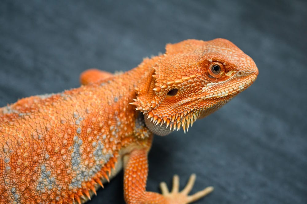 The Reptile Talks: 1st Symposium To Be Held May 17-19 In Anaheim