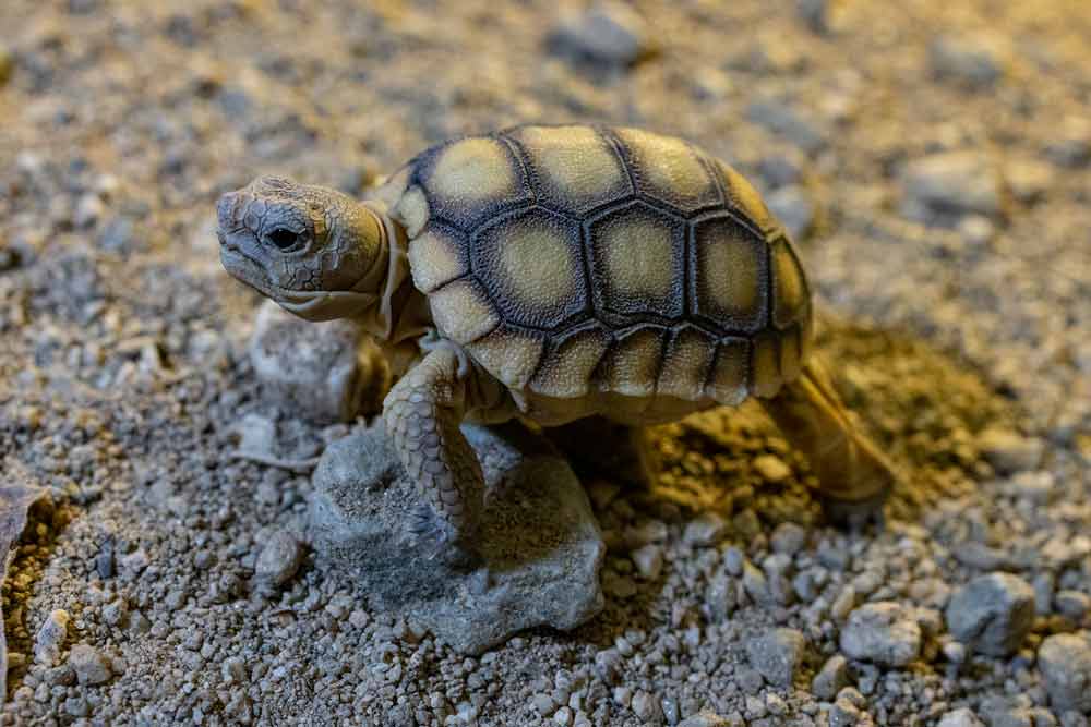 Reintroduced Desert Tortoises Emerge From Their Burrows In Headstart Success