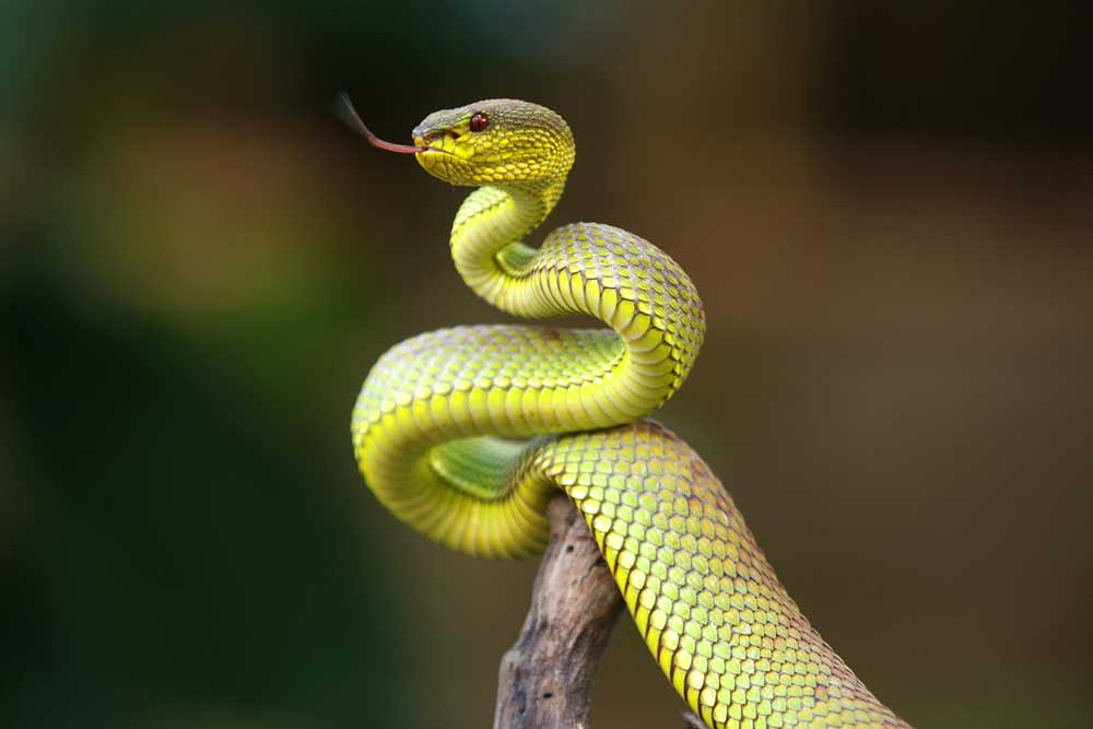 Venomous Snakes Seized During Arizona Raid Positive for Snake Fungal Disease, Are Euthanized