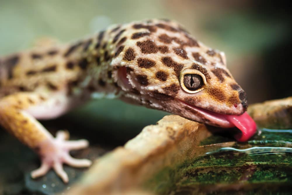 leopard gecko water bowl
