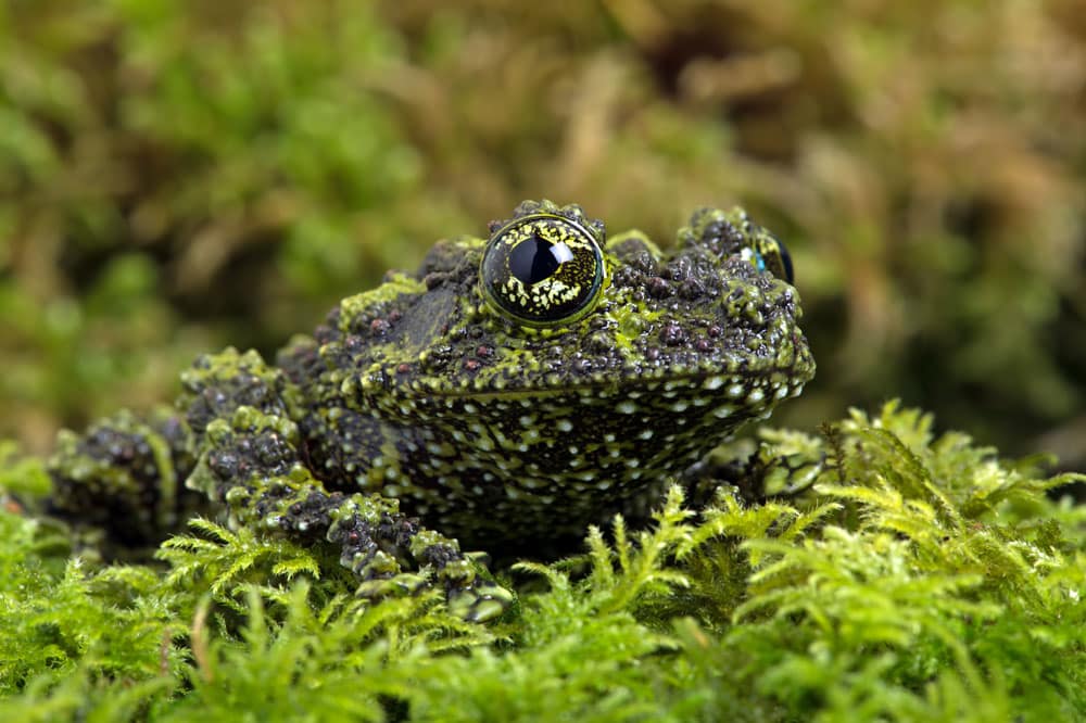 Chytrid Fungus May Have Chink In Its Armor