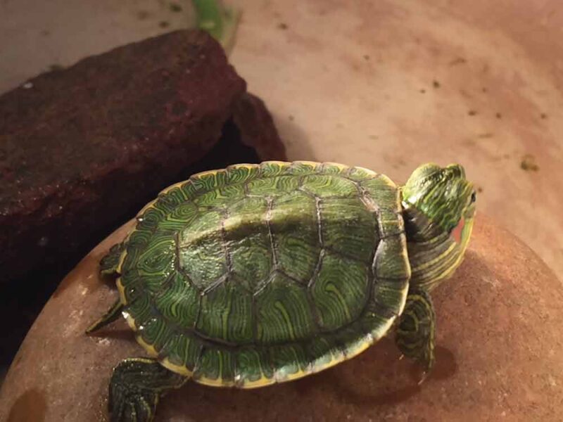 4 Great Pet Turtles - Reptiles Magazine