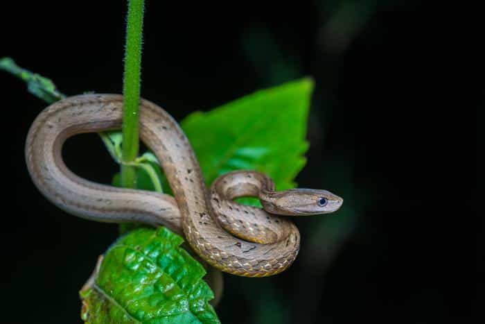 Asian Snakes That Mimics Venomous Vipers Placed In New Family, Psammodynastidae
