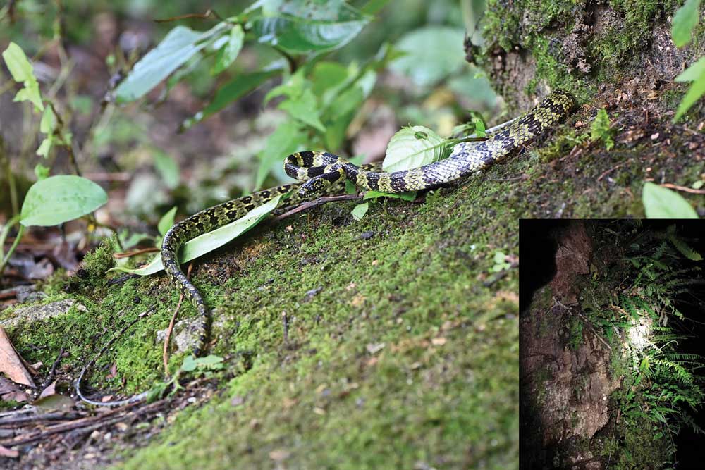 Gammie’s Wolf Snake Rediscovered In China