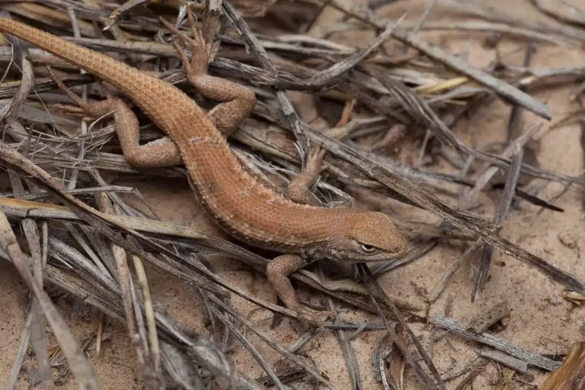 Dunes Sagebrush Lizard Listed Under Endangered Species Act