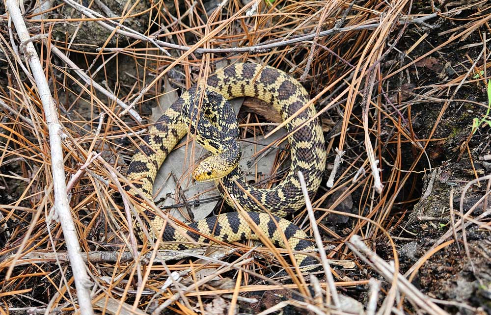 Fort Worth Zoo Releases 75 Louisiana Pine Snakes In Louisiana’s Kisatchie National Forest