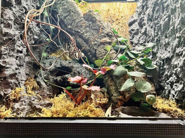 水草 kuroneko_terrarium Terrariumazing | Terrarium | Moss Art | Custom terrarium are